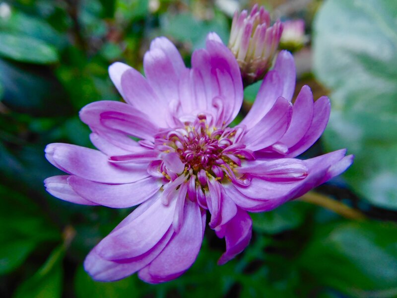 Purple Flower in Bloom — Calm, Photograph, Bud