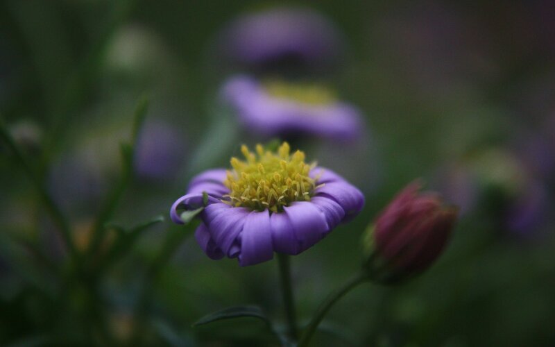 Purple Flower in Bloom — Calm, Photograph, Flower Bud
