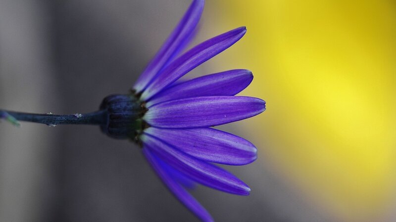 Purple Flower in Bloom — Calm, Photograph, Stem