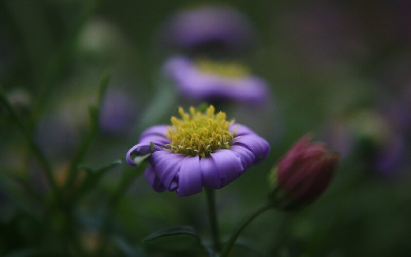 Purple Flower in Bloom — Calm, Photograph