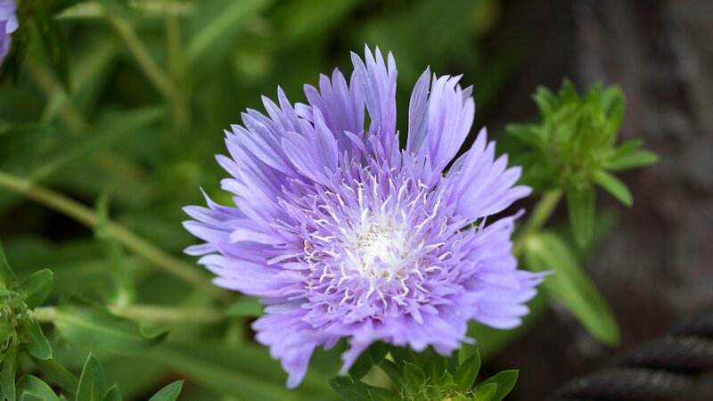 Purple Flower in Bloom — Calm, Summer