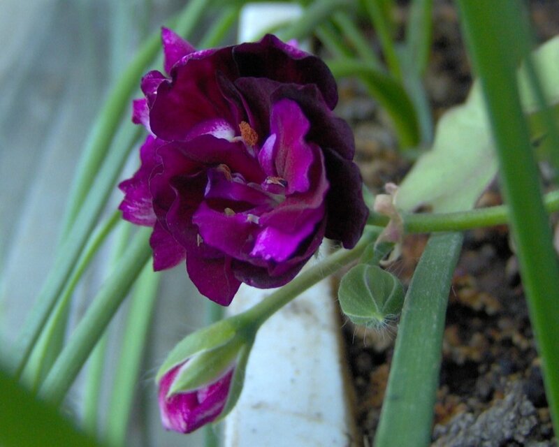 Purple Flower in Bloom — Calm