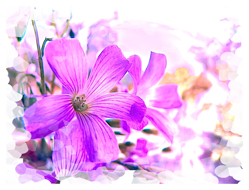 Purple Flower in Bloom — Dreamy