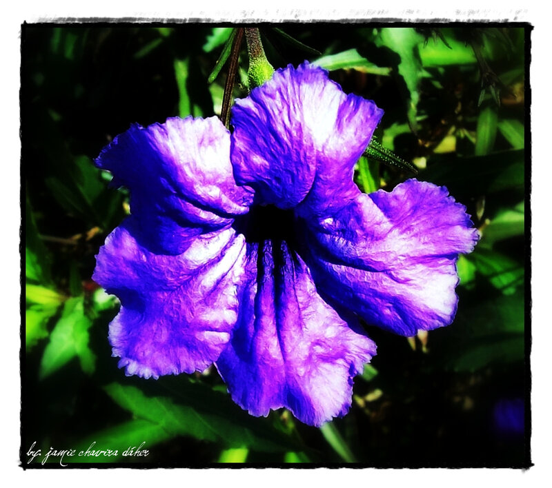 Purple Flower in Bloom — Natural, Afternoon