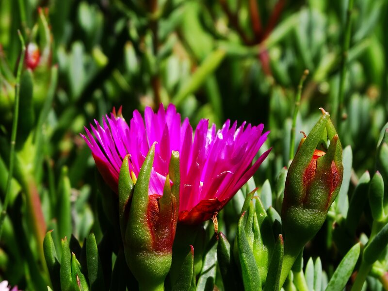 Purple Flower in Bloom — Pink