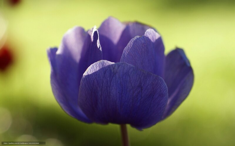 Purple Flower in Bloom — Serene, Afternoon, Photograph, Green Background