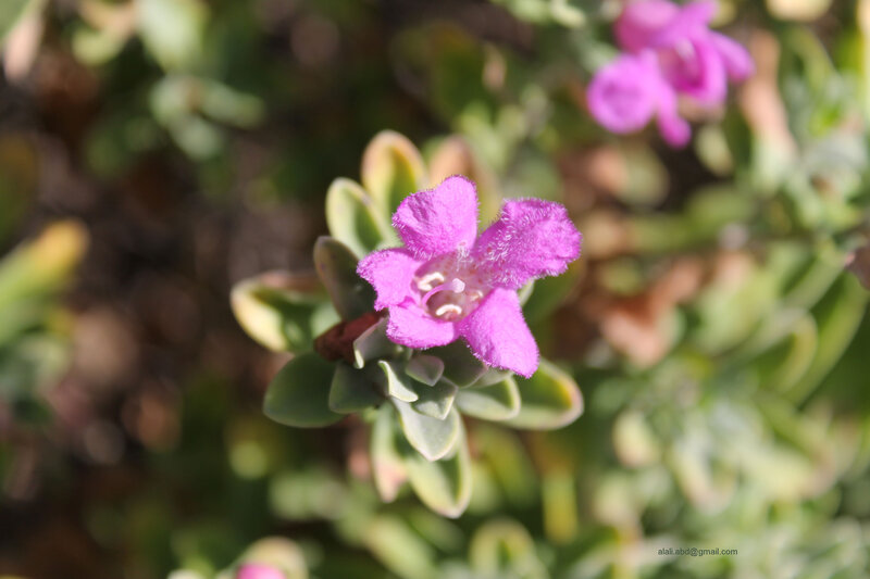 Purple Flower in Bloom — Serene, Afternoon
