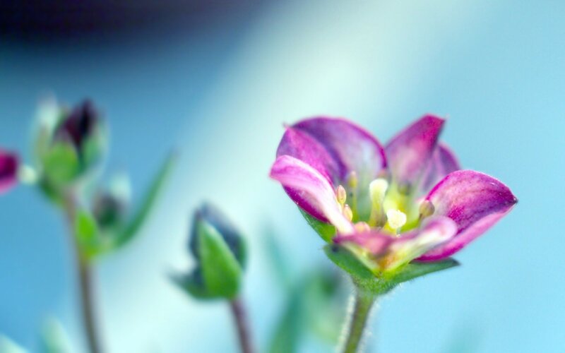 Purple Flower in Bloom — Serene, Photograph, Bud, Stem, Green