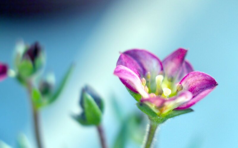 Purple Flower in Bloom — Serene, Photograph, Bud