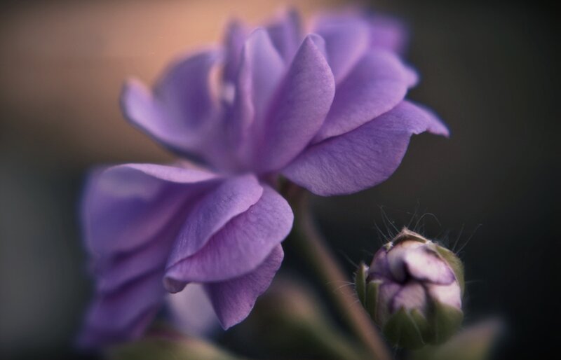 Purple Flower in Bloom — Serene, Photograph
