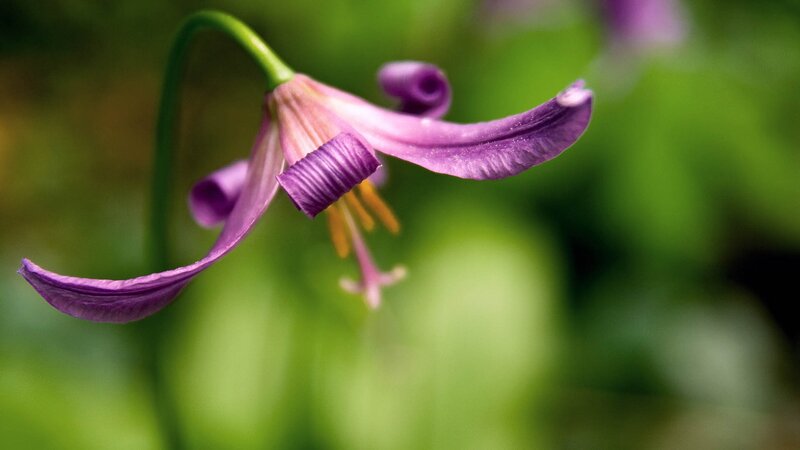 Purple Flower in Bloom — Serene, Spring, Photograph, Green Leaves