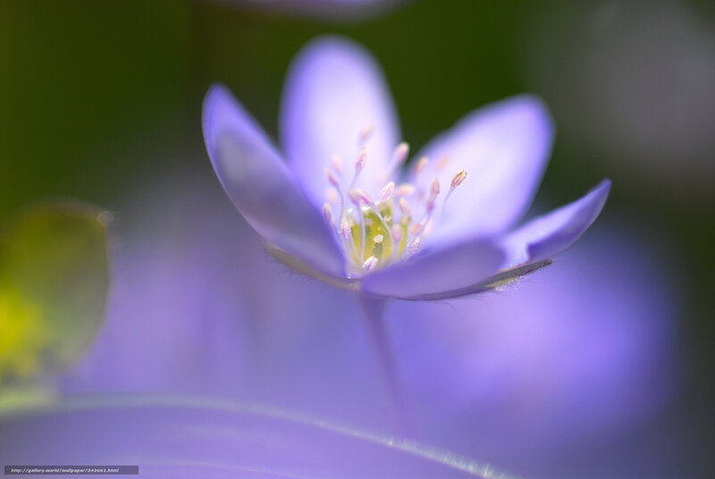 Purple Flower in Bloom — Serene, Spring, Photograph, Petals