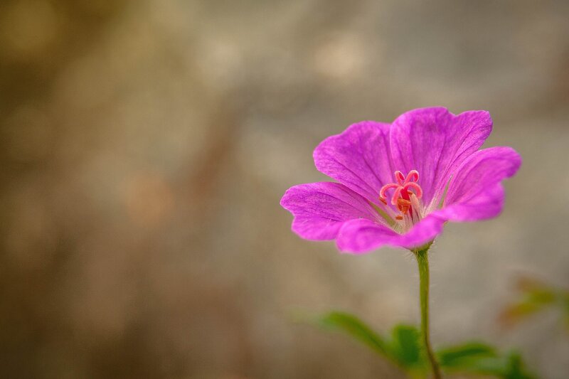 Purple Flower in Bloom — Serene, Spring, Photograph, Stem