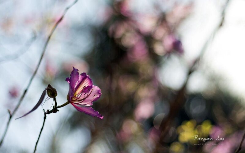 Purple Flower in Bloom — Serene, Spring, Photograph