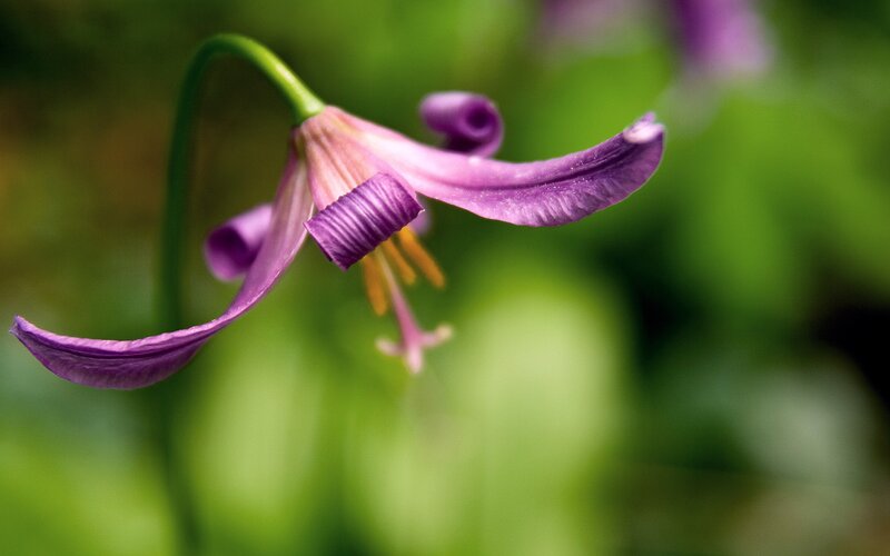 Purple Flower in Bloom — Serene, Spring