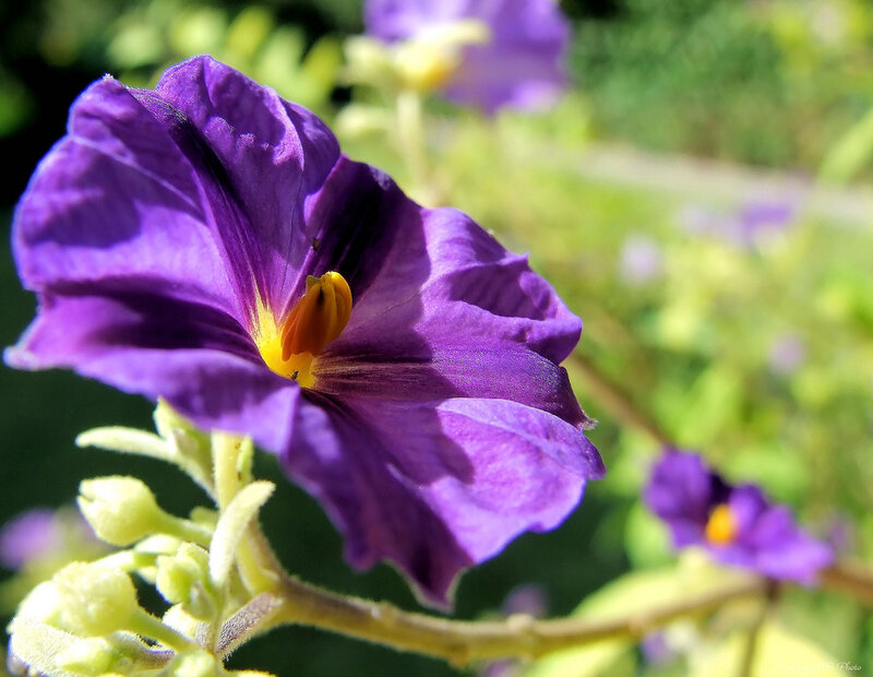 Purple Flower in Bloom — Serene