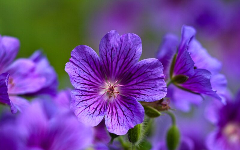 Purple flower in bloom