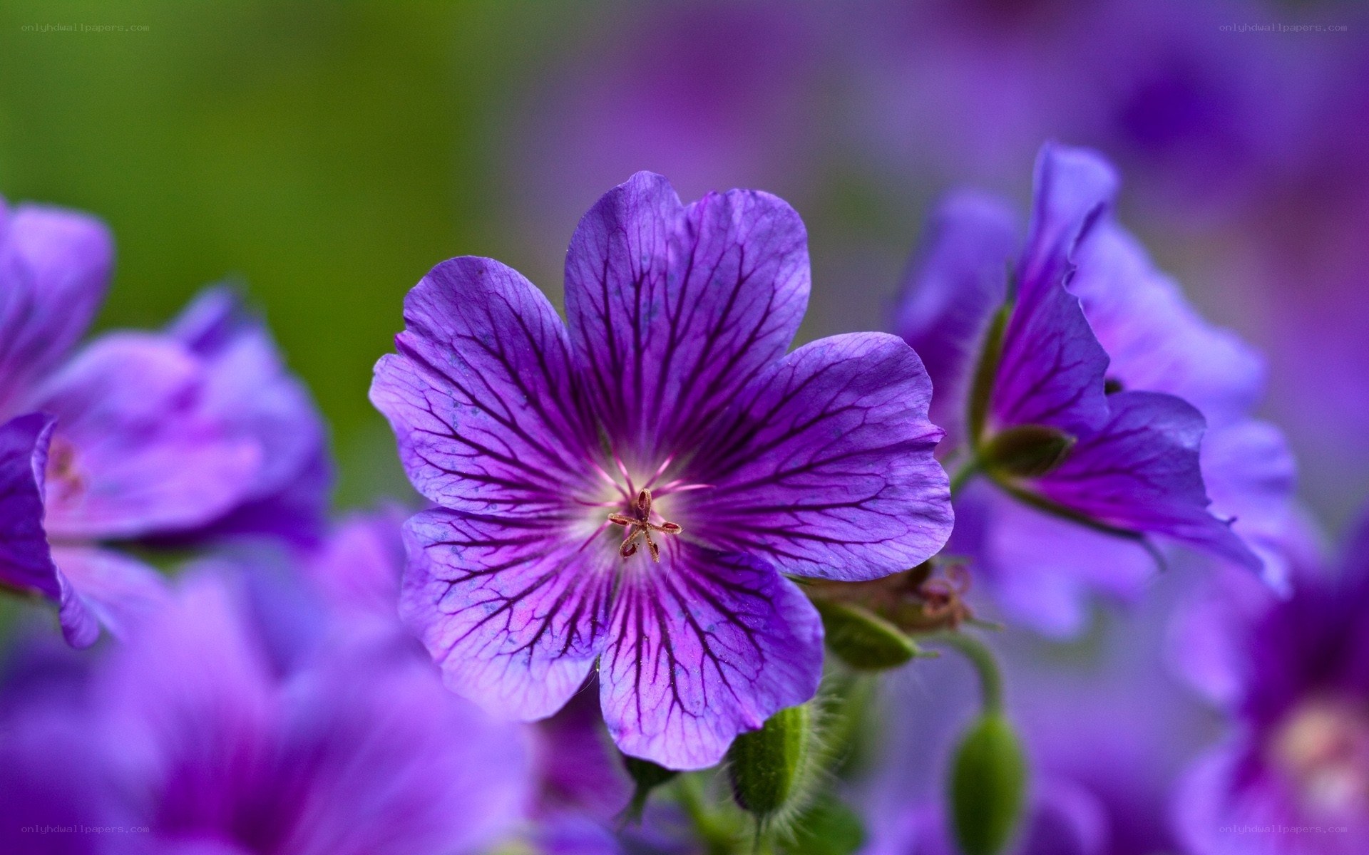 Purple flower in bloom