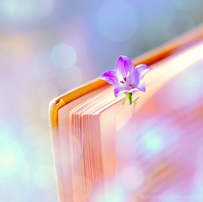 Purple Flower in Book — Serene