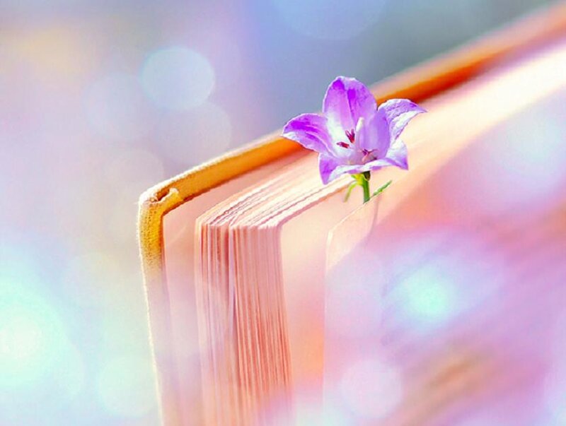 Purple Flower in Book