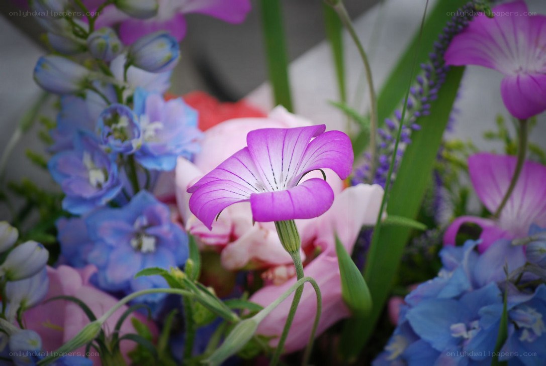 purple flower in bouquet