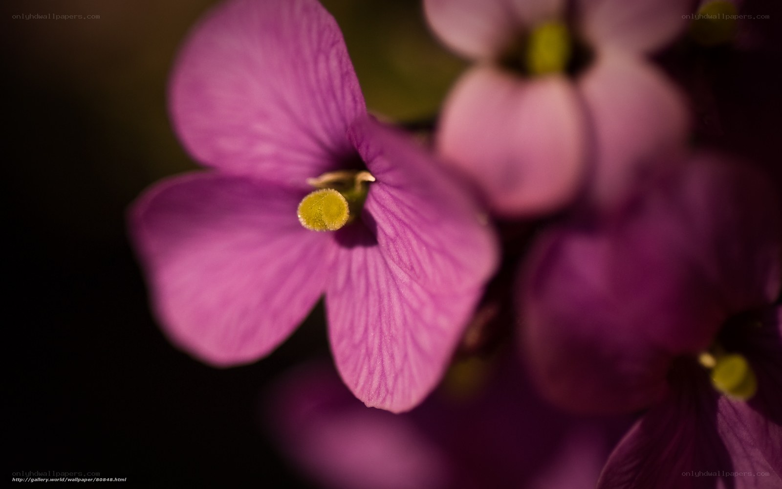 Purple flower in close-up
