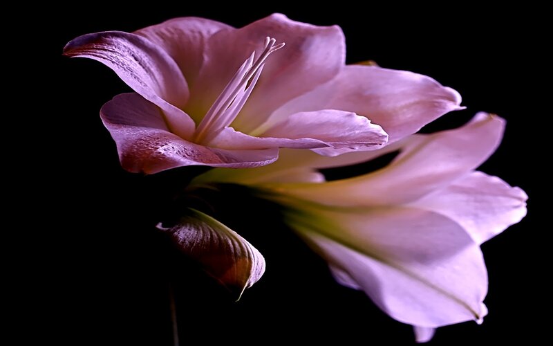 Purple flower in dark background