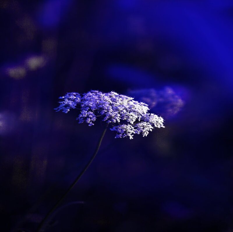 Purple Flower in Dark — Blue