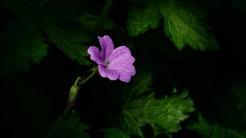 Purple Flower in Dark Leaves