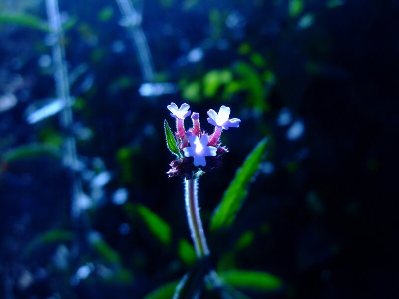 purple flower in dark light