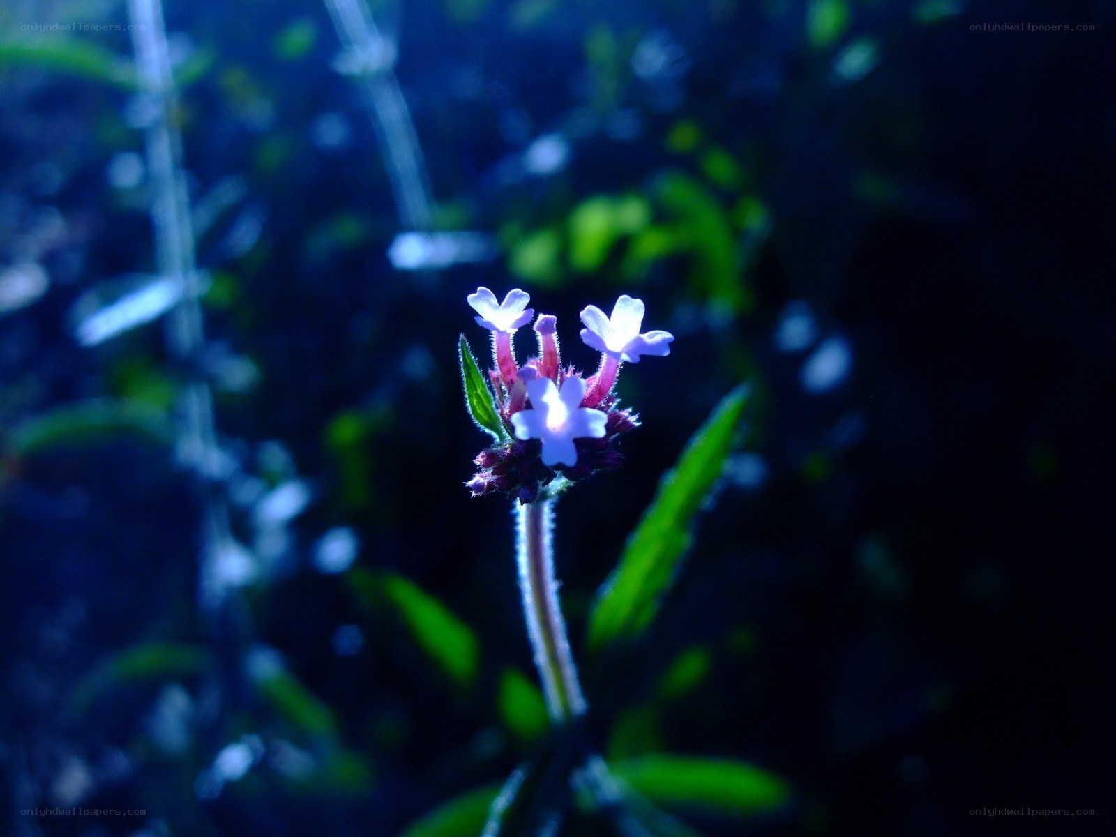 purple flower in dark light