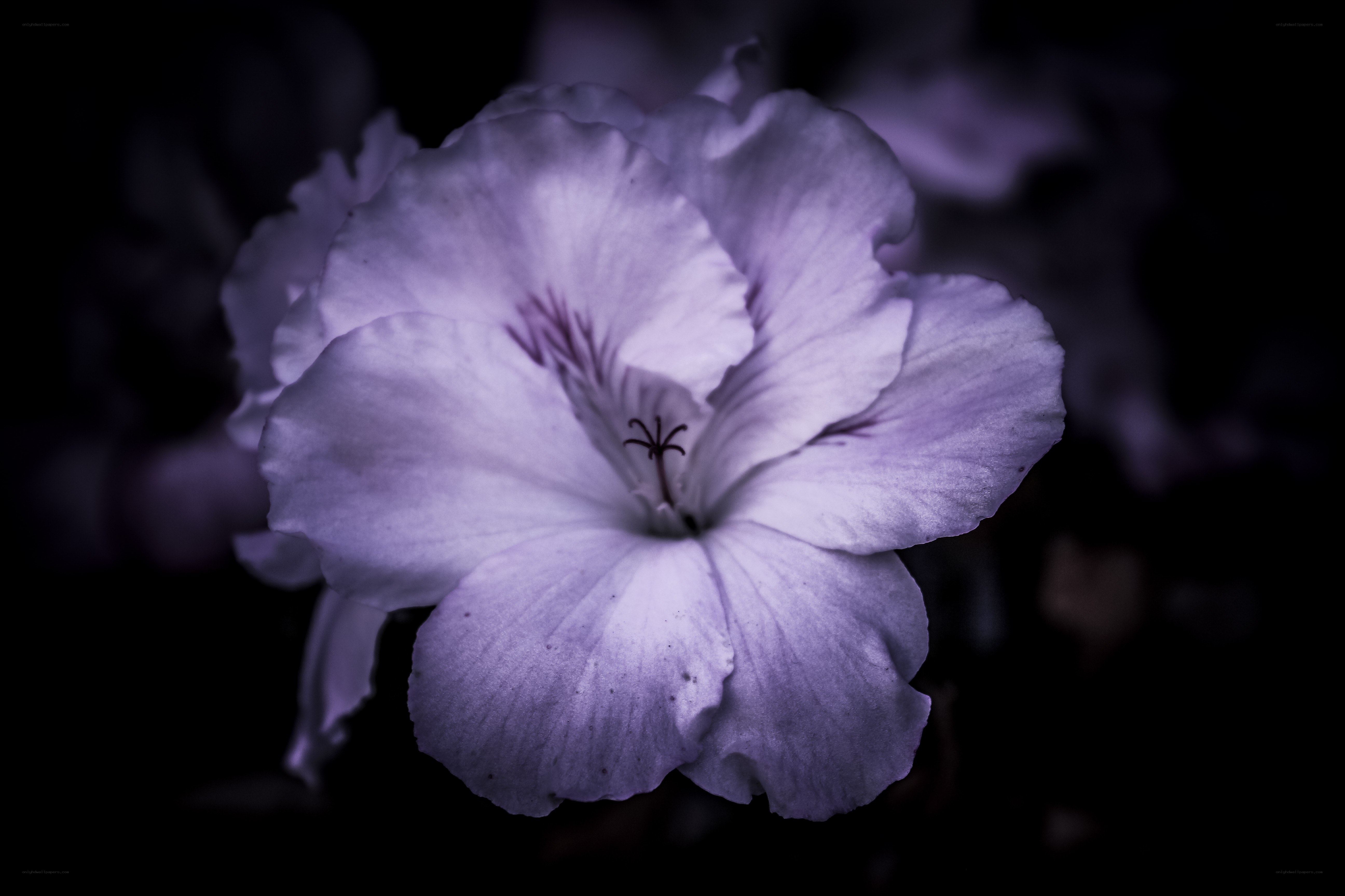 purple flower in dark setting