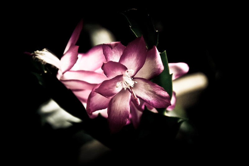 Purple Flower in Dark