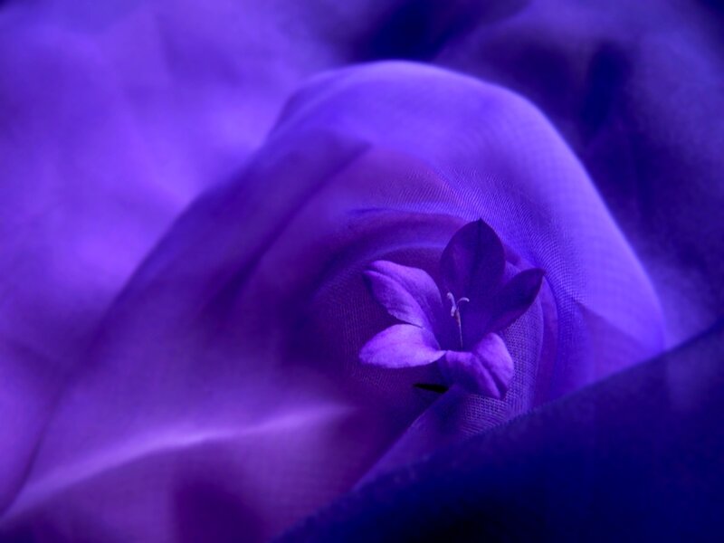Purple Flower in Fabric