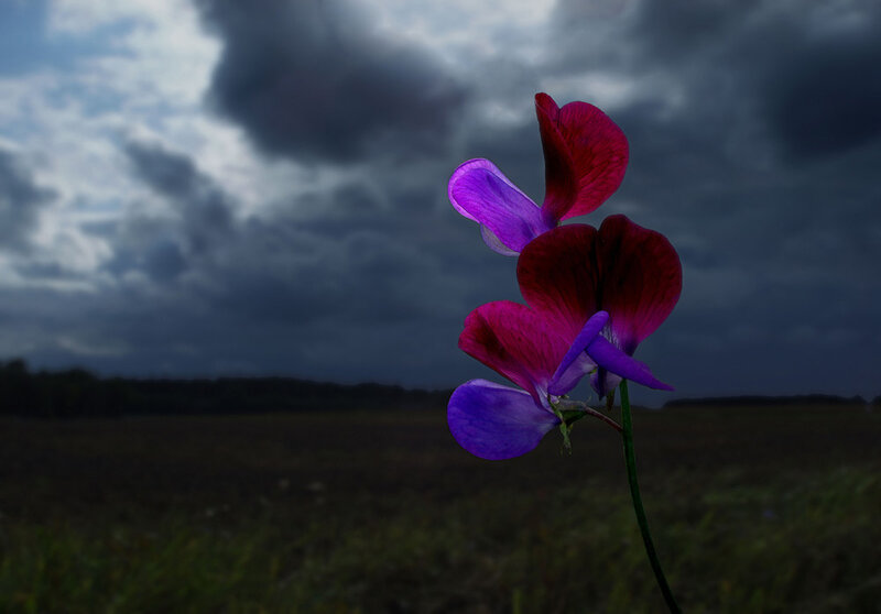 Purple Flower in Field — Dramatic