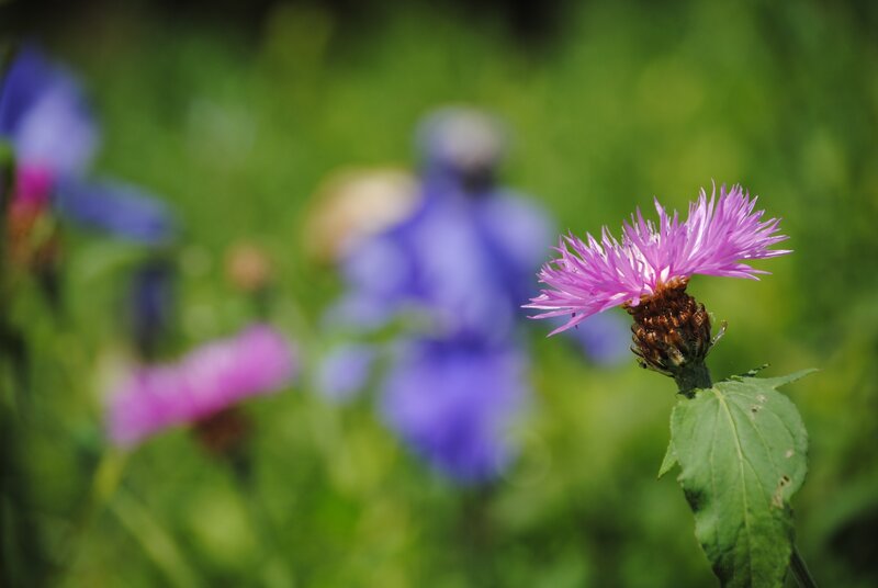 Purple Flower in Field — Serene, Afternoon, Photograph