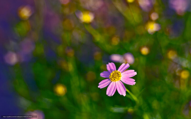 Purple Flower in Field — Serene, Afternoon