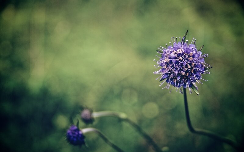 Purple Flower in Field — Serene, Photograph, Stem