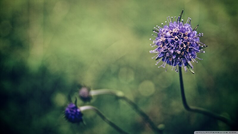 Purple Flower in Field — Serene, Photograph