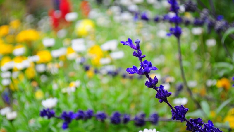 Purple Flower in Field — Serene, Summer