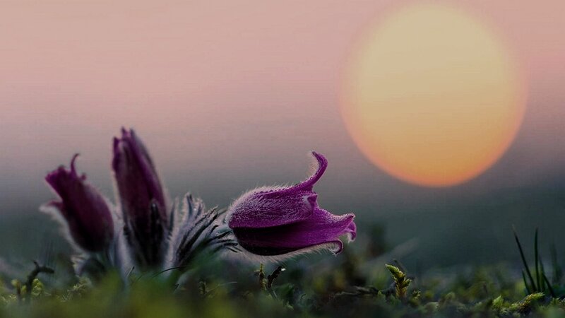 Purple Flower in Field — Serene, Sunset
