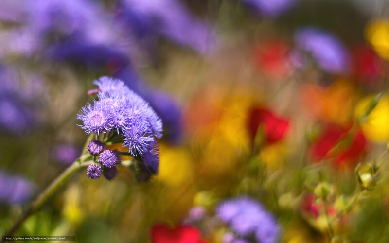 Purple Flower in Field — Serene
