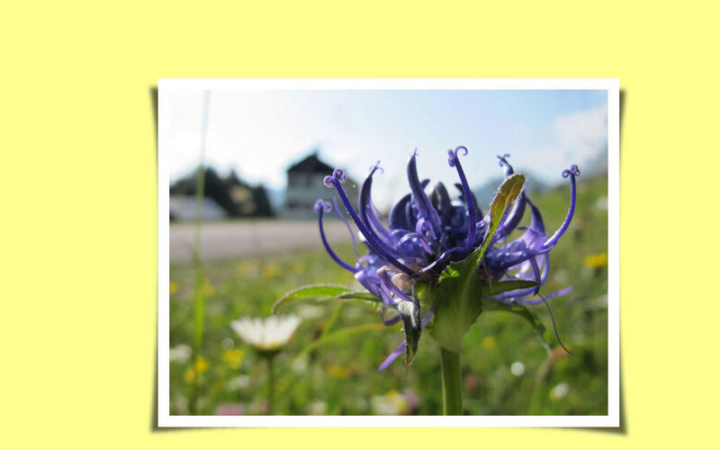 Purple Flower in Field