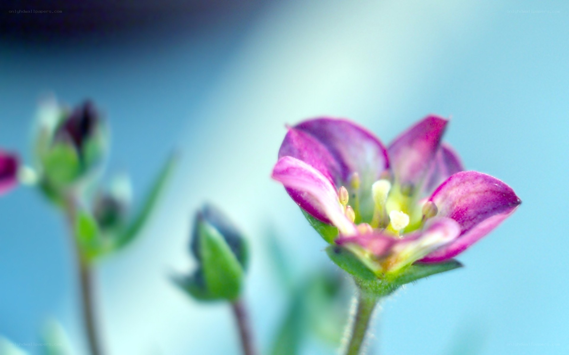 purple flower in focus