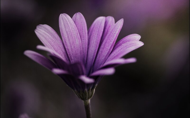 purple flower in focus