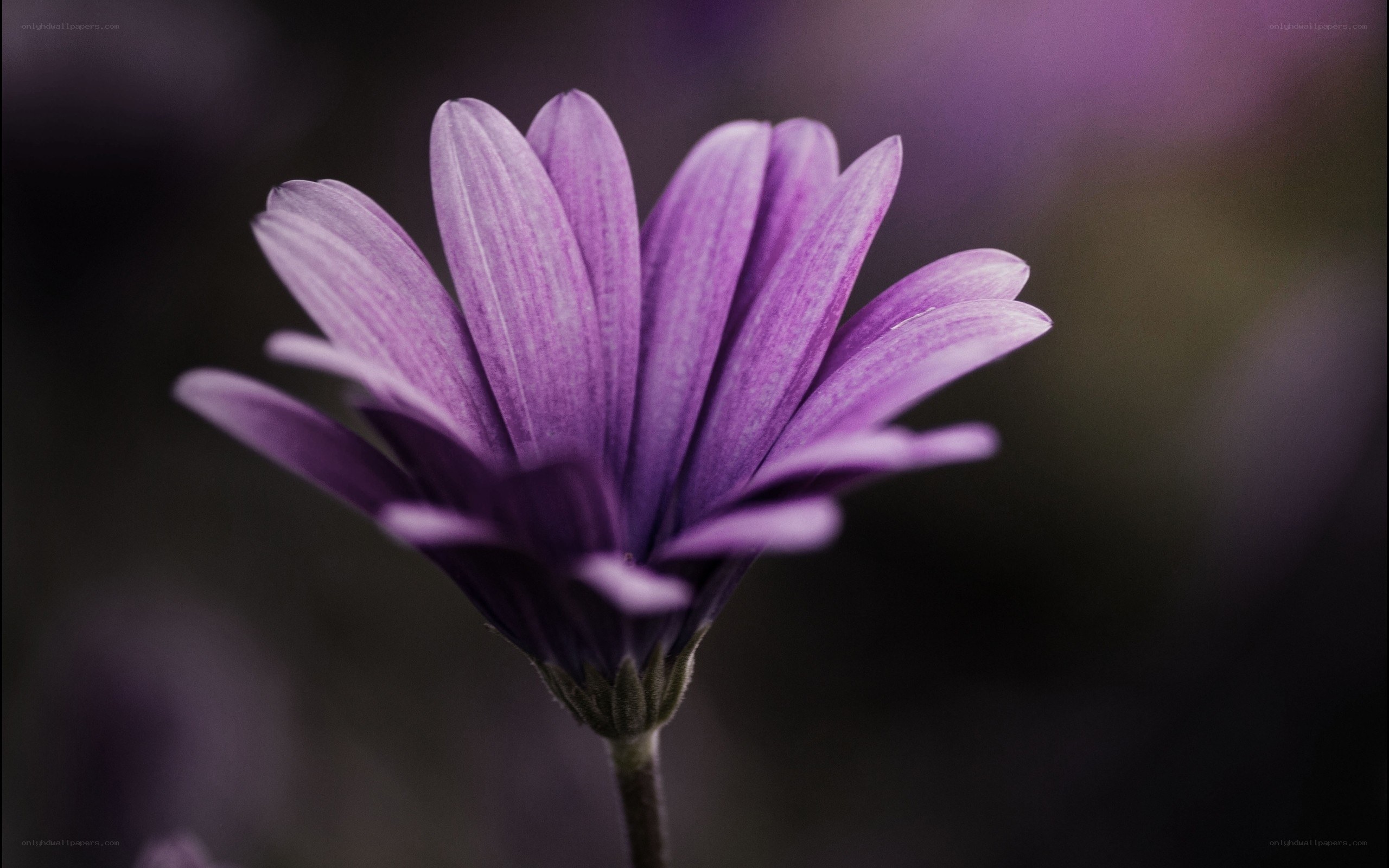 purple flower in focus