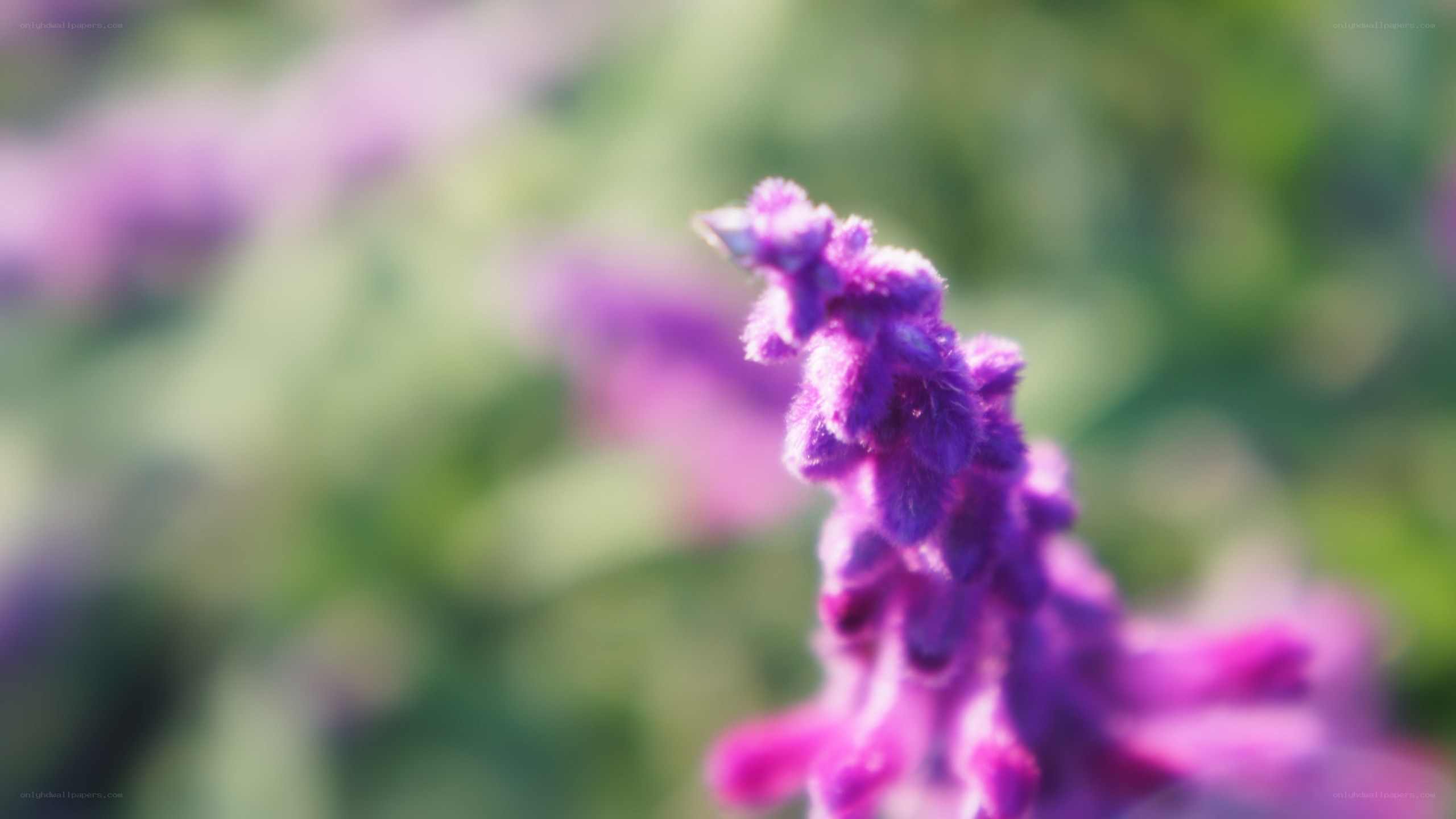 purple flower in focus