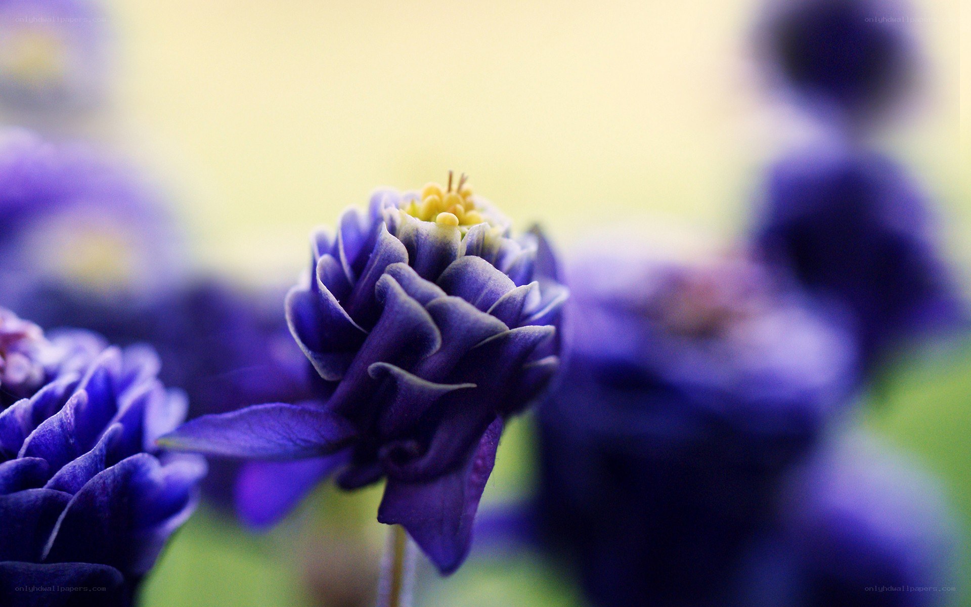 purple flower in focus