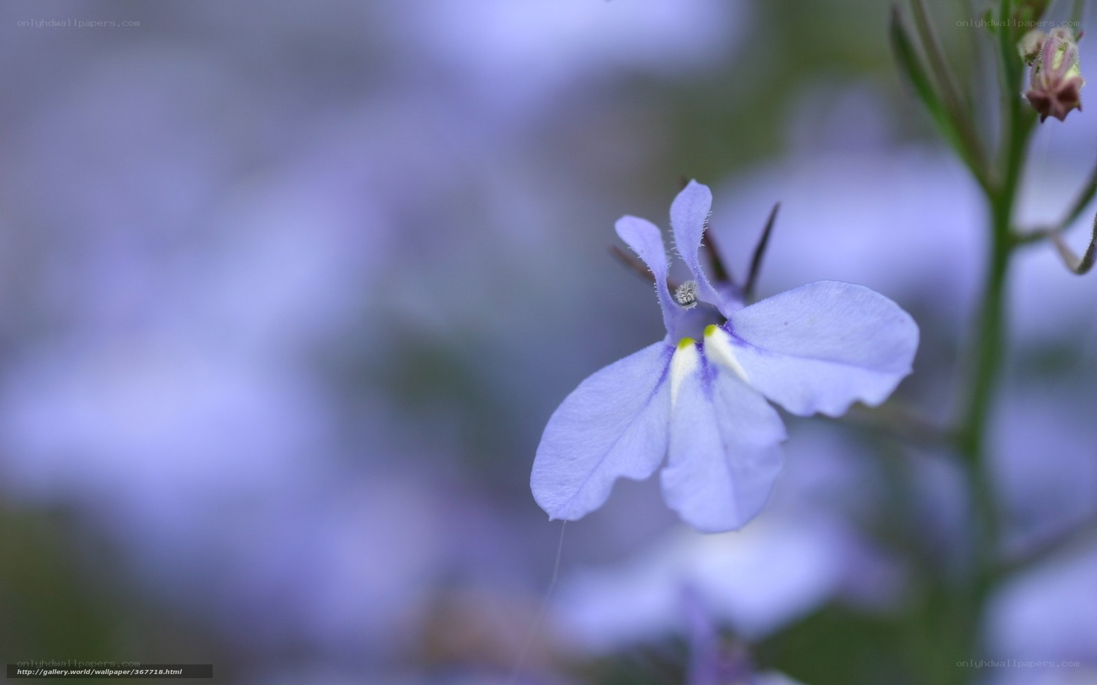 purple flower in focus