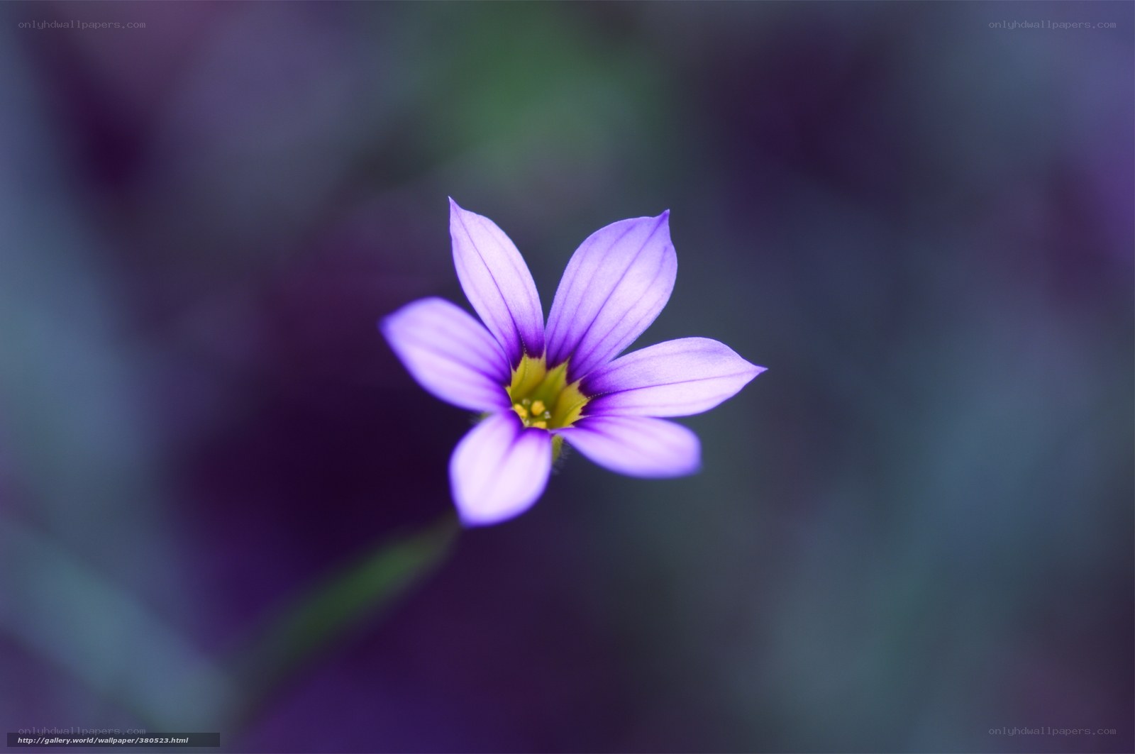 Purple flower in focus